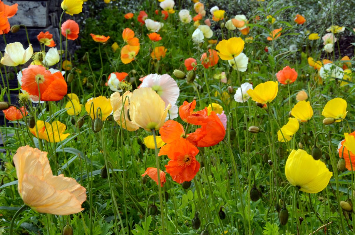 44 Poppies In The Flower Garden At Chateau Lake Louise Lakeside